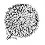 Permalink to February 1-5 is #ColorOurCollections Week